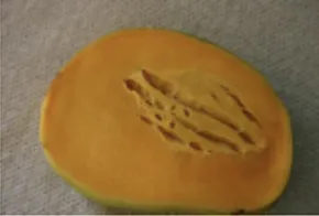 Cut Alphonso mango showing internal spongy tissue disorder with apparently normal skin but damaged pulp inside