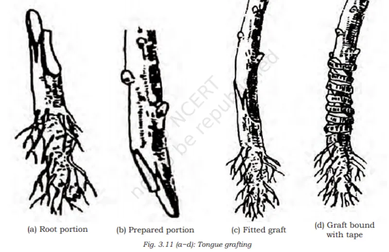Tongue grafting method with interlocking cuts for strong cambium contact