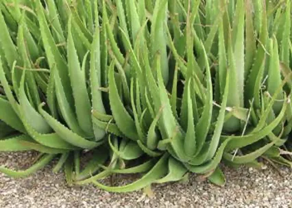 Aloe vera leaves showing a widely cultivated medicinal plant