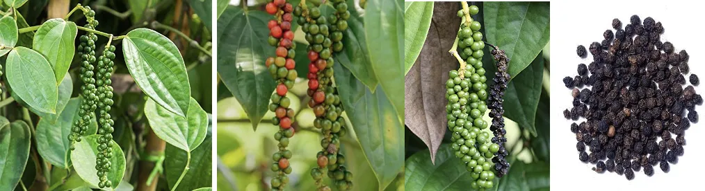 Black pepper vine with spikes showing the crop known as the King of Spices