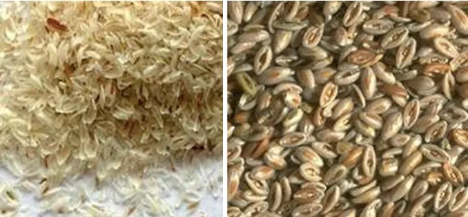 Isabgol husk to seed ratio used in medicinal plant processing