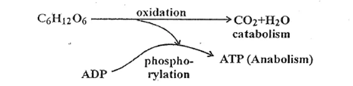 Diagram showing how respiratory intermediates feed into both catabolic breakdown and anabolic biosynthesis pathways