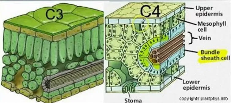 Side-by-side comparison of C₃ and C₄ leaf anatomy showing differences in mesophyll arrangement and bundle sheath prominence