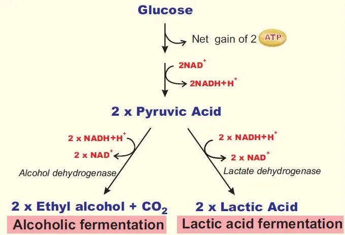 Diagram showing anaerobic respiration pathways — alcoholic fermentation producing ethanol and CO₂, and lactic acid fermentation producing lactic acid