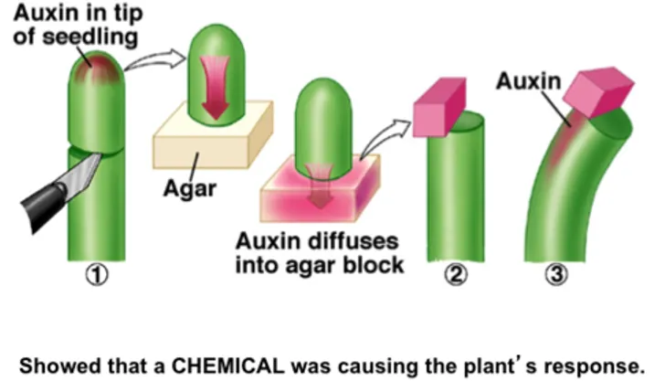 Diagram of Went's Avena curvature bioassay showing agar block with auxin placed on one side of decapitated oat coleoptile causing bending proportional to auxin concentration