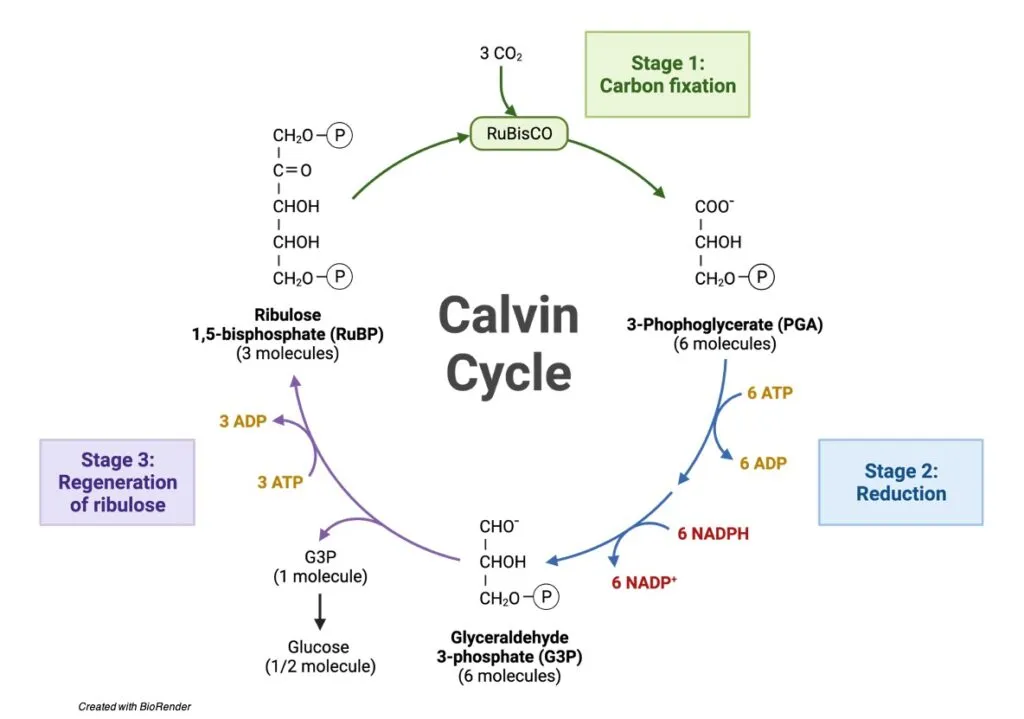 Calvin cycle diagram showing CO₂ fixation by RuBisCO, reduction phase producing G3P, and regeneration of RuBP