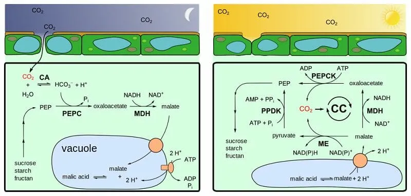 CAM pathway showing night-time carbon fixation into malic acid and daytime decarboxylation for the Calvin cycle