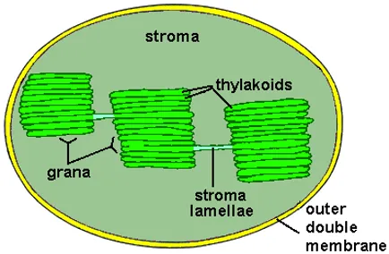 Molecular structure of chlorophyll showing tetrapyrrole ring with central magnesium atom and phytol tail