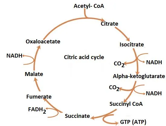 Krebs cycle showing citrate formation, decarboxylations, and production of NADH, FADH2, and ATP