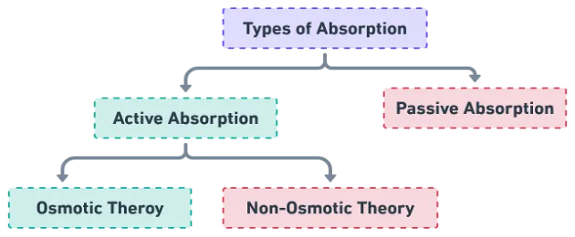 Classification of water absorption theories showing active (osmotic, non-osmotic) and passive (transpiration pull) branches