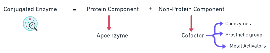 Diagram showing a conjugated enzyme with apoenzyme (protein part) combined with a cofactor (non-protein part) to form a holoenzyme
