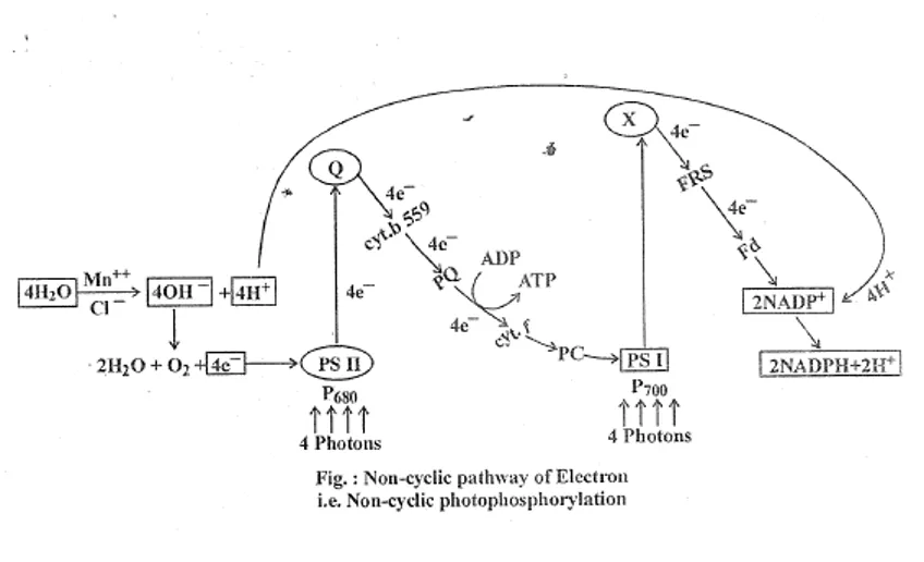 Cyclic photophosphorylation showing PSI electrons cycling back to produce ATP only