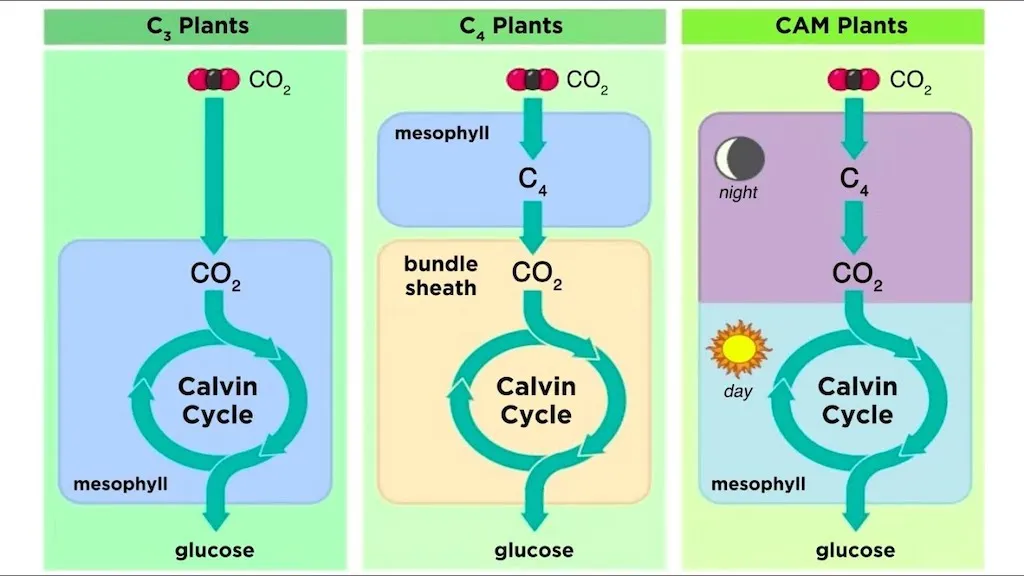 Dark-reaction pathway comparison used to explain why carbon fixation efficiency depends on the limiting environmental factor