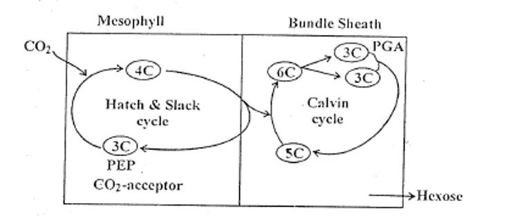 Division of labour between mesophyll and bundle sheath cells in C₄ photosynthesis showing PEP carboxylase in mesophyll and Calvin cycle in bundle sheath