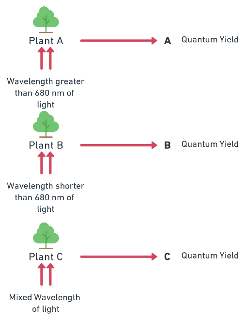 Emerson enhancement effect showing higher photosynthesis when red and far-red light act together