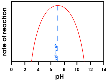 Graph showing bell-shaped curve of enzyme activity versus pH, with optimum at pH 7-7.5 for most enzymes and separate curves for pepsin (pH 2) and trypsin (pH 8)
