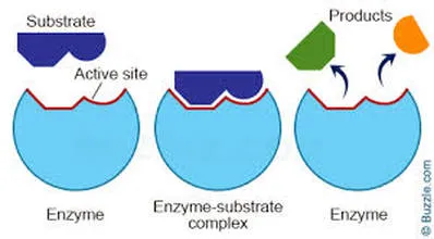 Specific enzyme-substrate interaction illustrating enzyme characteristics such as specificity and catalytic fit