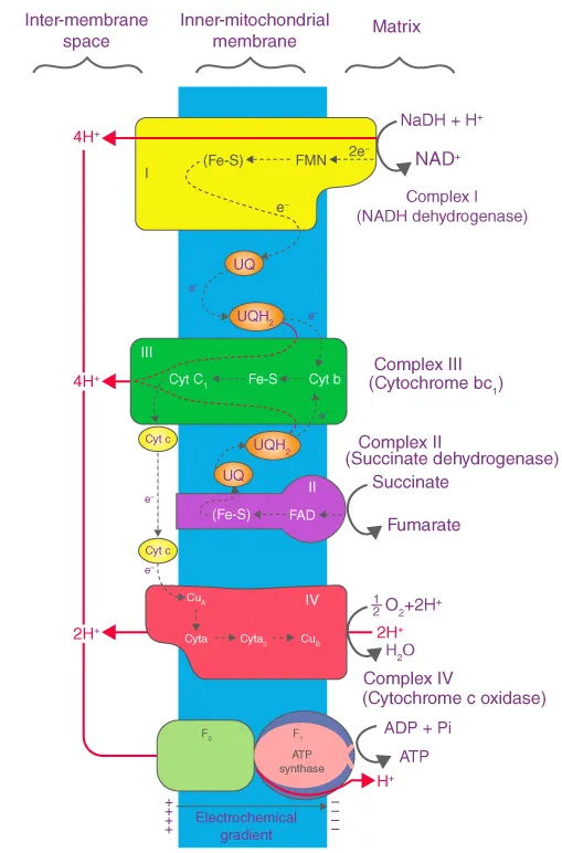 Electron transport system in mitochondria showing carriers, proton gradient, and ATP synthesis