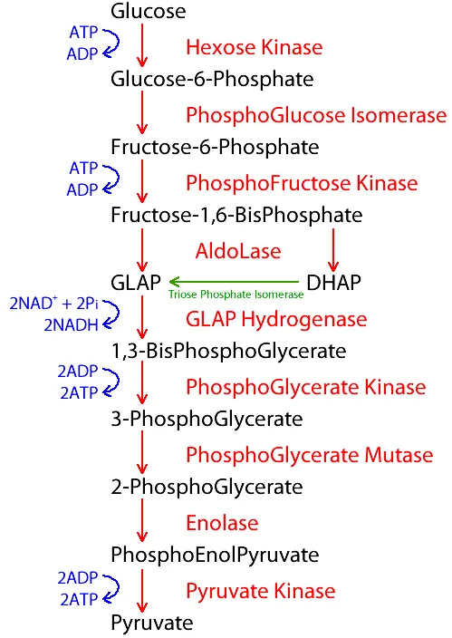 Step-by-step diagram of glycolysis showing glucose being phosphorylated, split into two triose phosphates, and oxidised to two pyruvic acid molecules