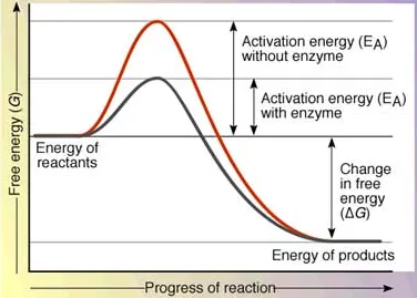 Graph comparing activation energy with and without enzyme — enzyme lowers the energy barrier needed for the reaction to proceed