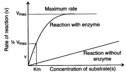 Michaelis-Menten curve showing reaction velocity vs substrate concentration, with Km marked at half-Vmax