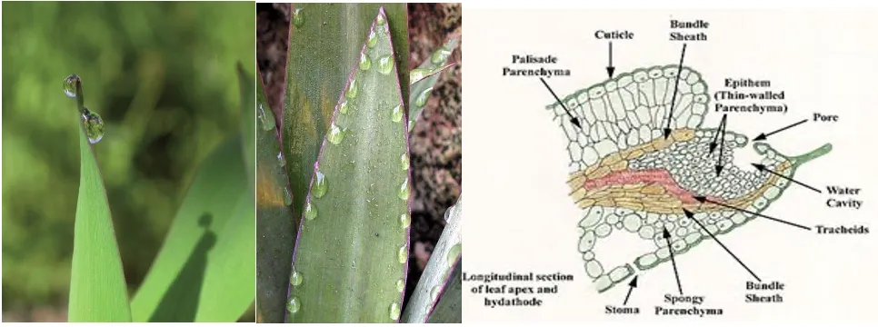 Water droplets at leaf tips and margins showing guttation driven by root pressure through hydathodes