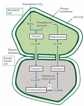 Hatch-Slack pathway diagram showing CO₂ fixation in mesophyll cells and decarboxylation in bundle sheath cells