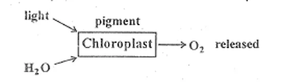 Hill reaction showing isolated chloroplasts releasing O2 without CO2, proving oxygen comes from water splitting