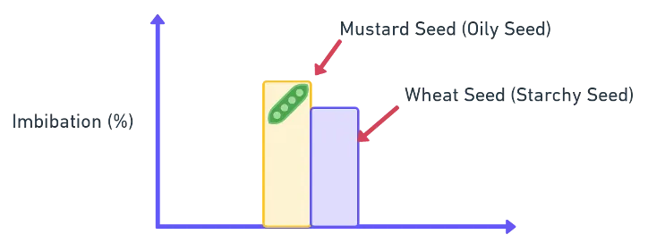 Illustration of imbibition showing dry seeds absorbing water and swelling due to hydrophilic colloids