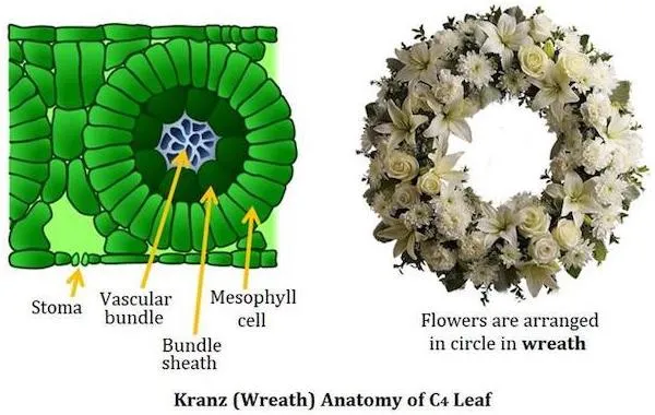 Kranz anatomy cross-section showing bundle sheath cells surrounding vascular bundle with mesophyll cells outside