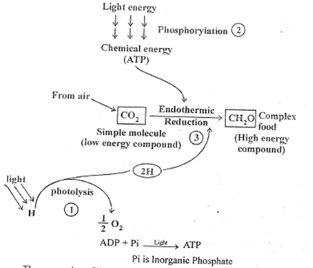 Diagram showing the connection between light reactions (grana) and dark reactions (stroma) via ATP and NADPH2
