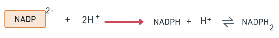 Step 4 showing excited electrons from PSI reducing NADP+ to NADPH2 using H+ from photolysis