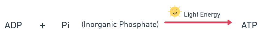 Light reaction overview showing PSII, PSI, photolysis, ATP synthesis, and NADPH formation in grana