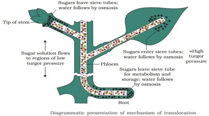 Munch's mass flow theory diagram showing pressure-driven flow of phloem sap from source to sink