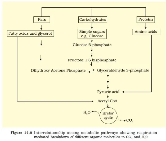 Metabolic relationship diagram showing how carbohydrates, fats, and proteins all converge at Acetyl CoA and feed into the Krebs cycle