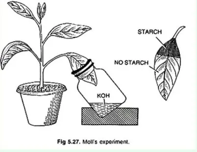 Moll's half leaf experiment with KOH absorbing CO2 on one side and iodine test showing starch only on the other side