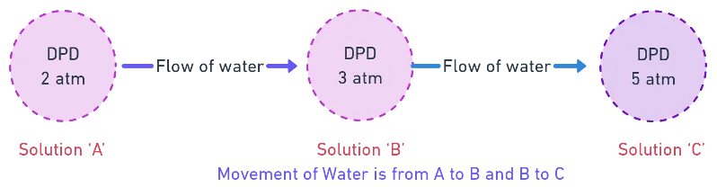 Diagram illustrating the relationship between DPD, osmotic pressure, and turgor pressure in a plant cell