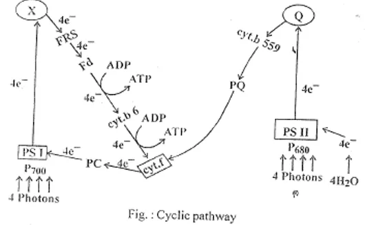 Non-cyclic photophosphorylation showing linear electron flow from water through PSII and PSI to NADP