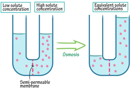Diagram showing osmosis across a semi-permeable membrane with water moving from low solute to high solute concentration