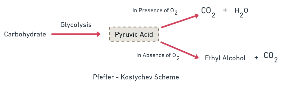 Flowchart showing the two possible fates of pyruvic acid — anaerobic fermentation or aerobic oxidation via link reaction and Krebs cycle