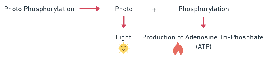 Electron transport chain from PSII to PSI showing energy release at each carrier and ATP synthesis
