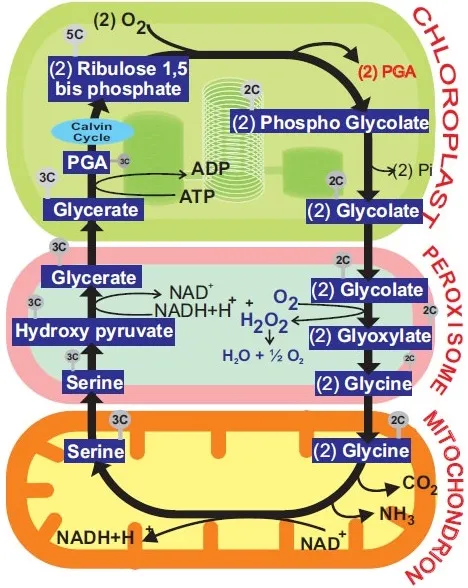 Photorespiration in C3 plants showing oxygenation by RuBisCO and the chloroplast-peroxisome-mitochondria shuttle