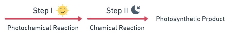 Diagram showing the two phases of photosynthesis: light reaction in grana producing ATP and NADPH2, dark reaction in stroma producing glucose