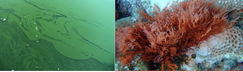 Structure of phycobilin pigments showing open-chain tetrapyrrole rings without magnesium