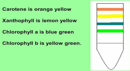 Classification chart of photosynthetic pigments showing chlorophyll, carotenoids, phycobilins, and anthocyanins with their colours and solubility