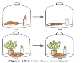 Priestley's experiment showing a candle and plant under a bell jar, demonstrating that plants restore air injured by combustion