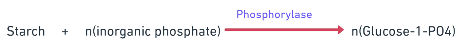 Chemical reaction showing starch to sugar conversion by phosphorylase enzyme at alkaline pH in illuminated guard cells