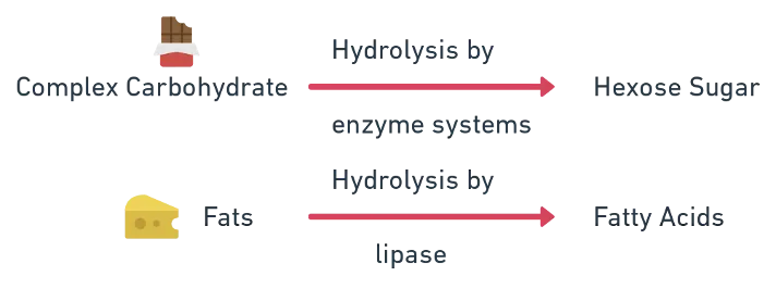 Flowchart showing different respiratory substrates — carbohydrates, fats, and proteins — and their entry points into the respiratory pathway