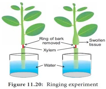 Malpighi's ringing experiment showing bark removal and swelling above the ring, proving xylem transport