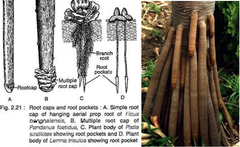 Root cap structure showing calyptrogen and multiple root caps in Pandanus (Screw pine)
